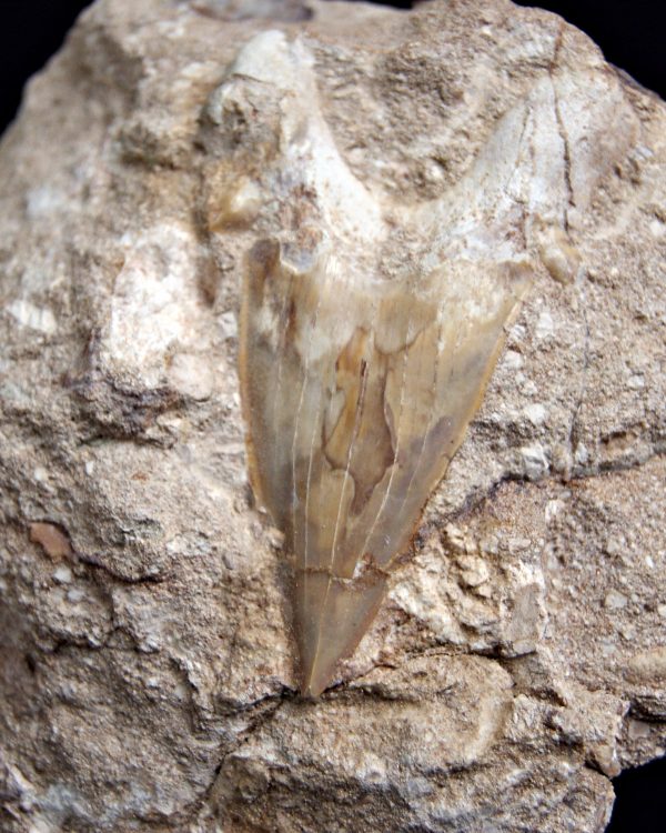 Diente de Otodus obliquus Fosil