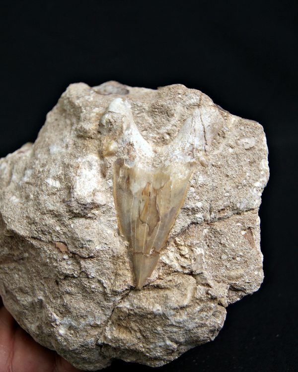 Diente de Otodus obliquus Fosil