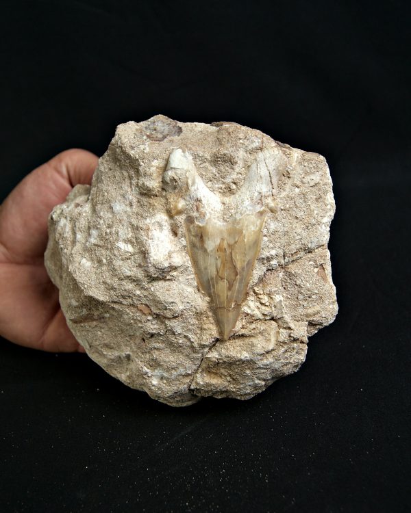 Diente de Otodus obliquus Fosil