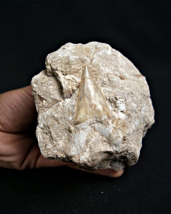 Diente de Otodus obliquus Fosil