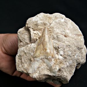 Diente de Otodus obliquus Fosil