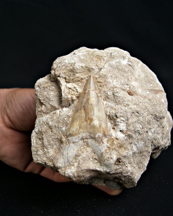 Diente de Otodus obliquus Fosil