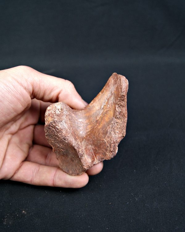 Vértebra de Spinosaurus