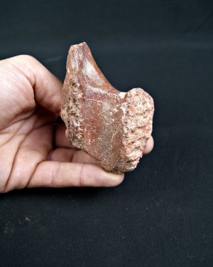 SONY DSC Vértebra de Spinosaurus