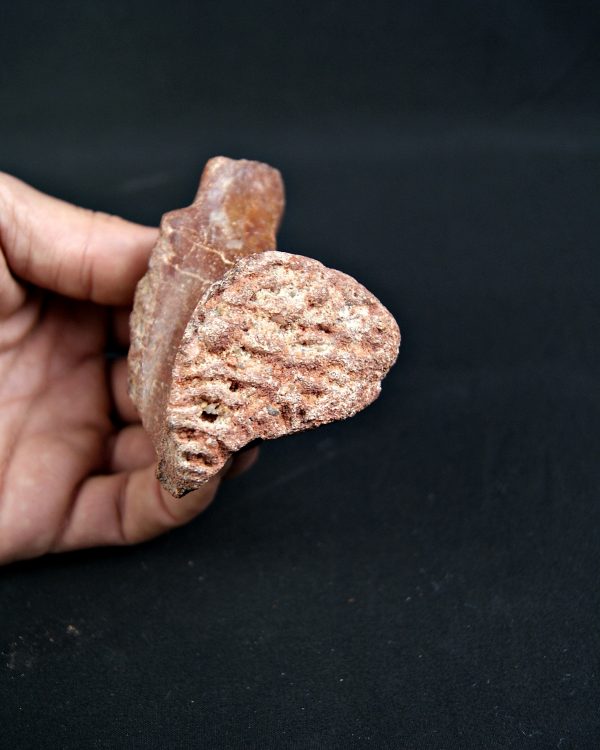 Vértebra de Spinosaurus