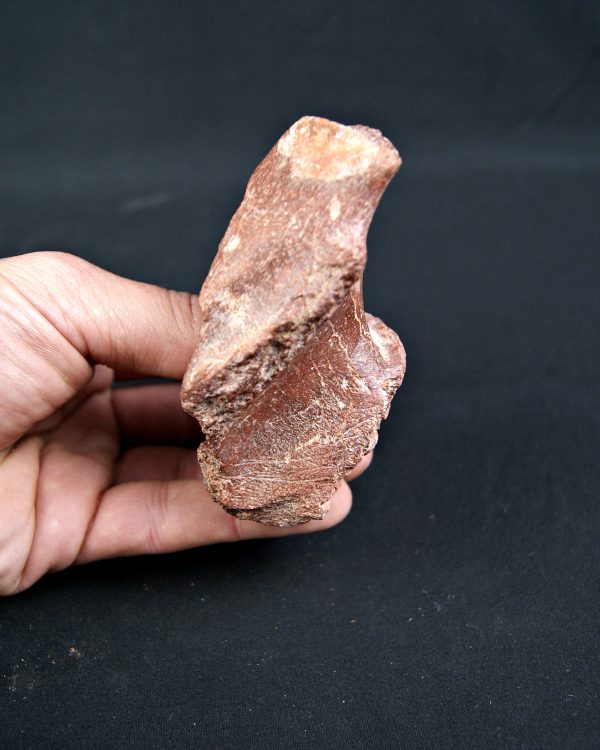 Vértebra de Spinosaurus