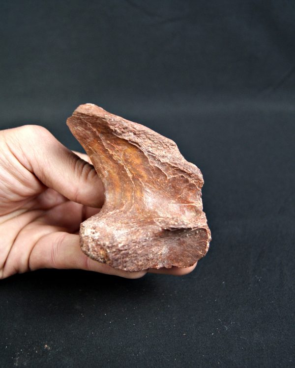 Vértebra de Spinosaurus