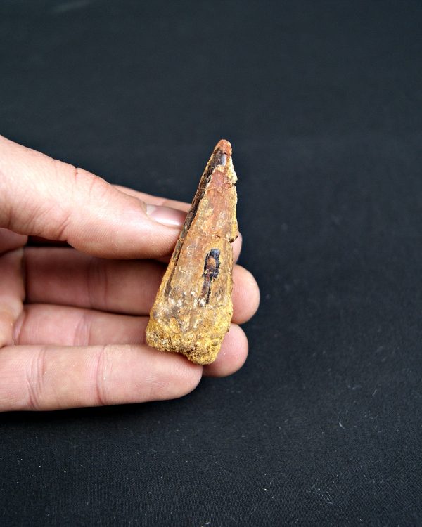 SONY DSC Spinosaurus aegyptiacus