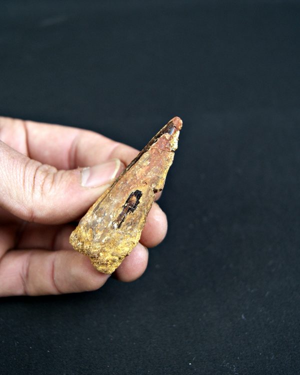 SONY DSC Spinosaurus aegyptiacus