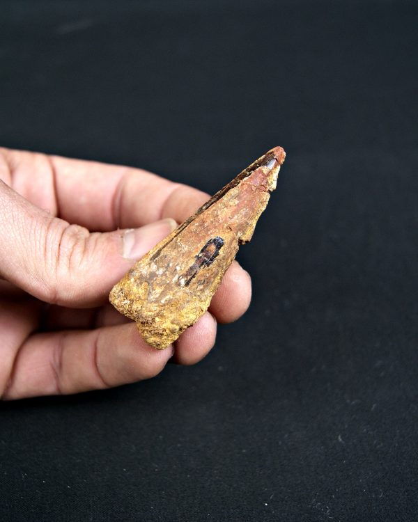 SONY DSC Spinosaurus aegyptiacus