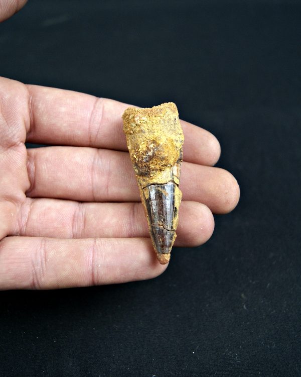 SONY DSC Spinosaurus aegyptiacus