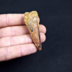 Spinosaurus aegyptiacus