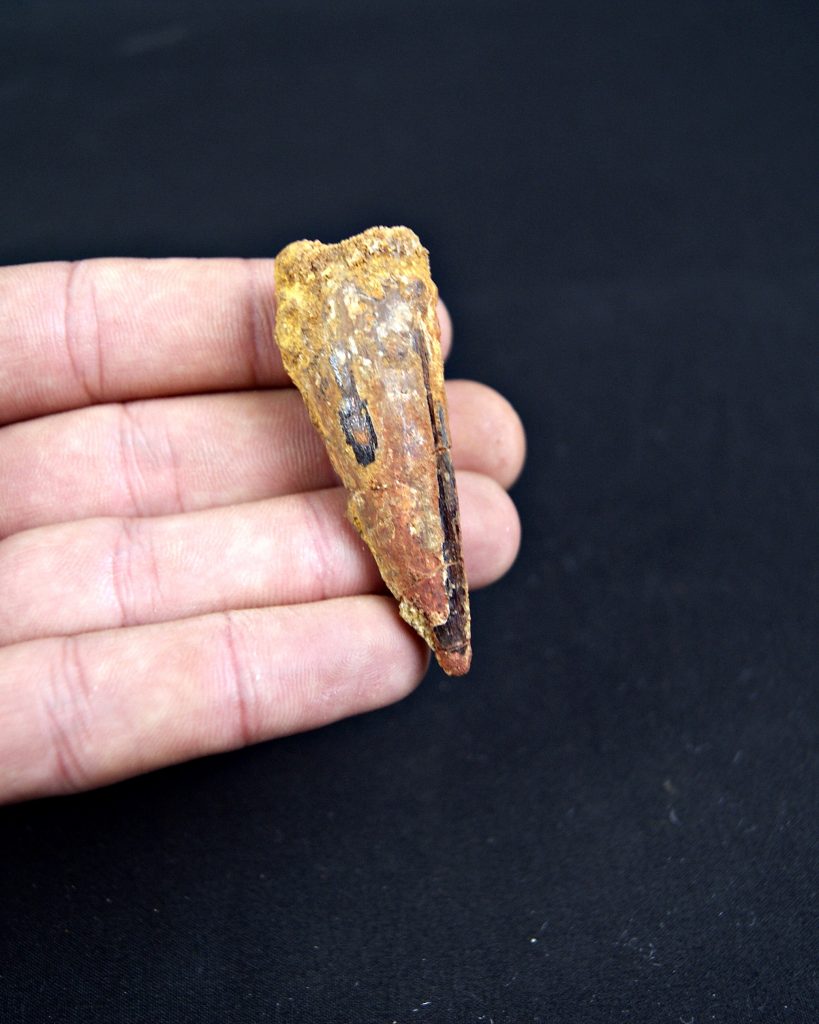 Spinosaurus aegyptiacus