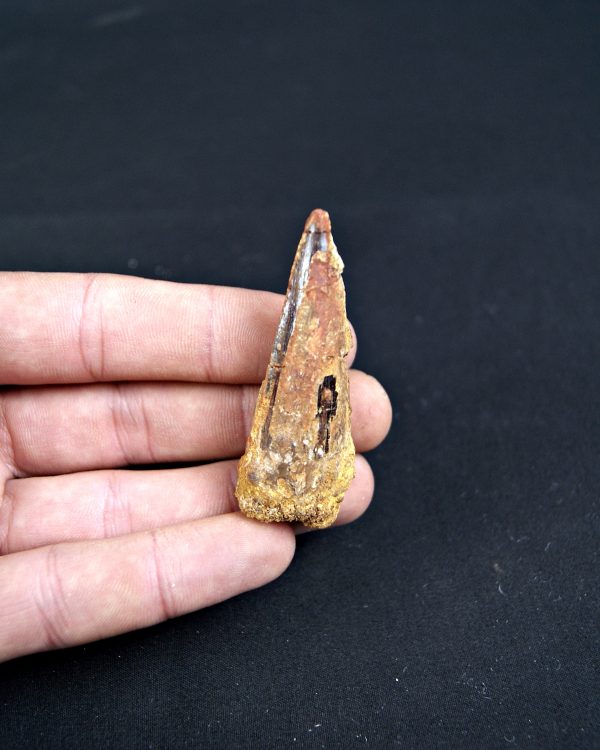 SONY DSC Spinosaurus aegyptiacus