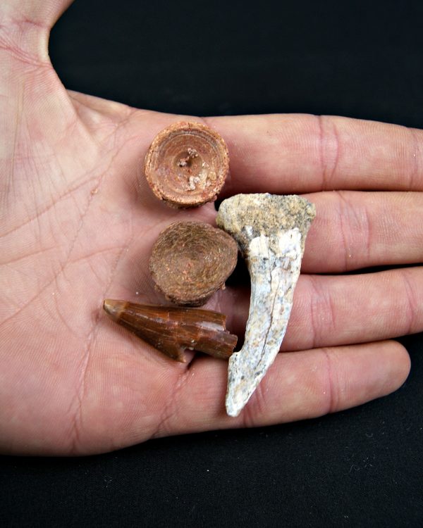 Onchopristis numidus Taouz (Kem Kem)