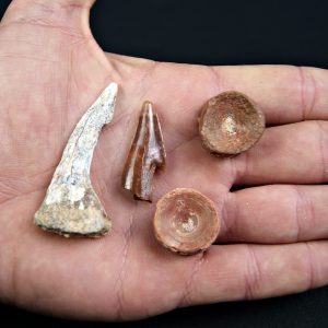 Onchopristis numidus Taouz (Kem Kem)