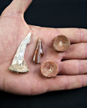 Onchopristis numidus Taouz (Kem Kem)