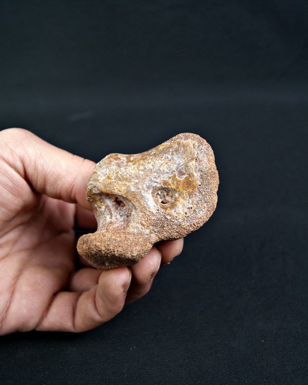 Fragmento Hueso Valle de Kem Kem