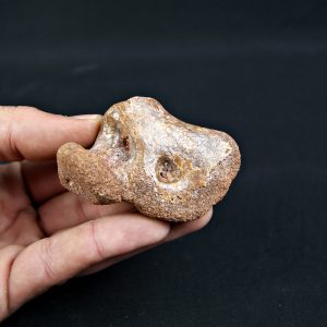 Fragmento Hueso Valle de Kem Kem