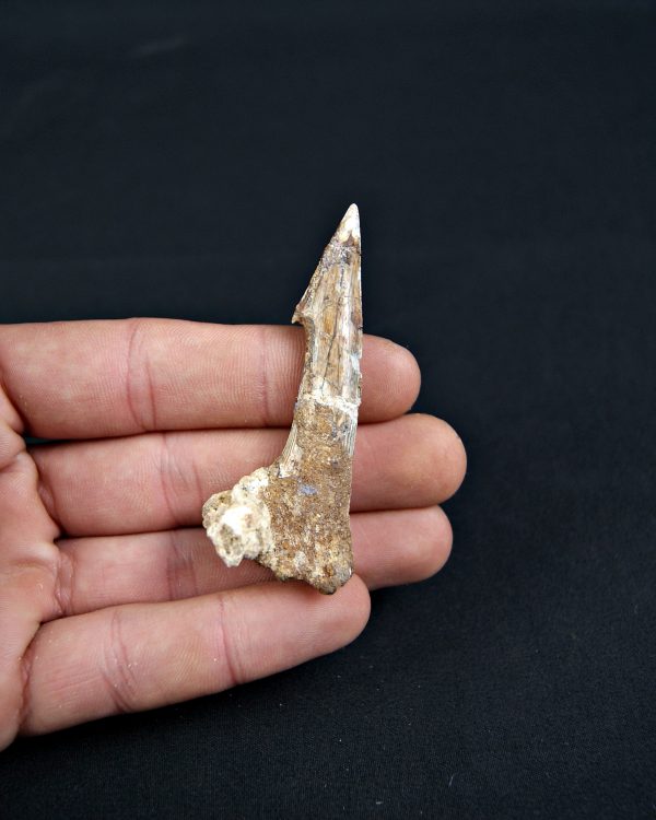 Rostral de Onchopristis numidus