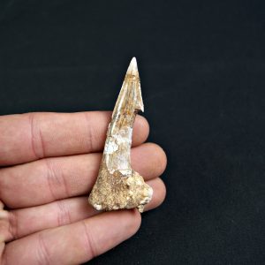 Rostral de Onchopristis numidus