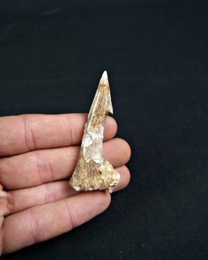 Rostral de Onchopristis numidus