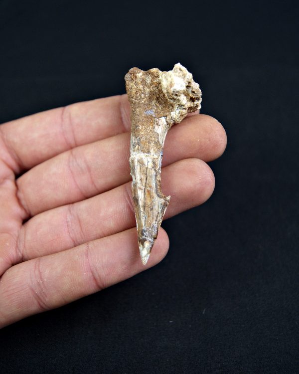 Rostral de Onchopristis numidus