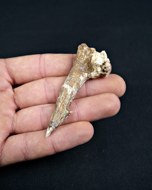 Rostral de Onchopristis numidus