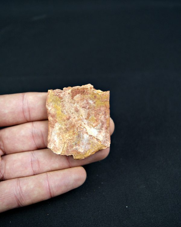 Osteodermo de Cocodrilo