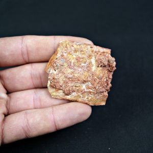 Osteodermo de Cocodrilo