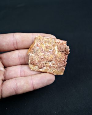 SONY DSC Osteodermo de Cocodrilo