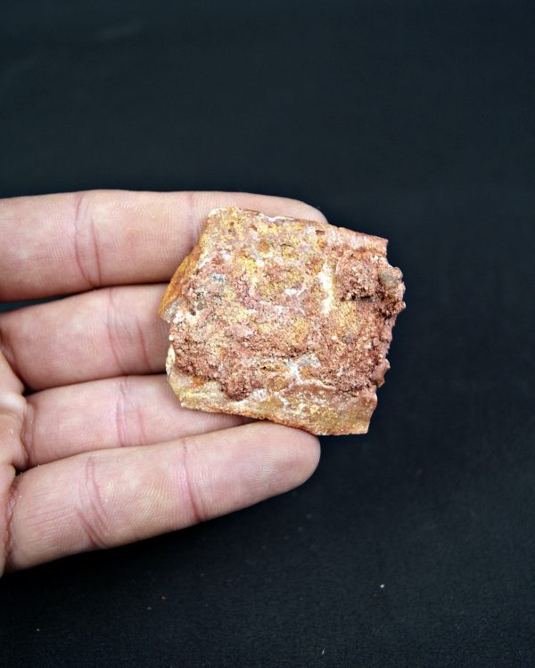 Osteodermo de Cocodrilo