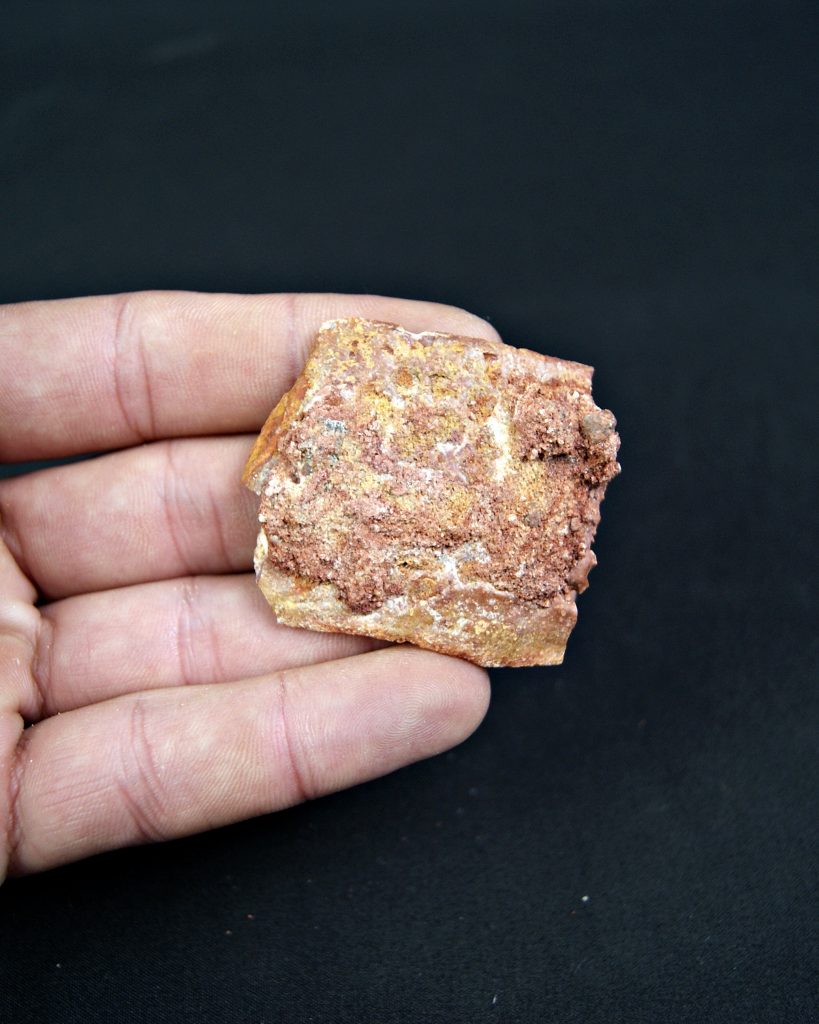 Osteodermo de Cocodrilo