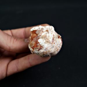 Coprolito Valle de Kem Kem