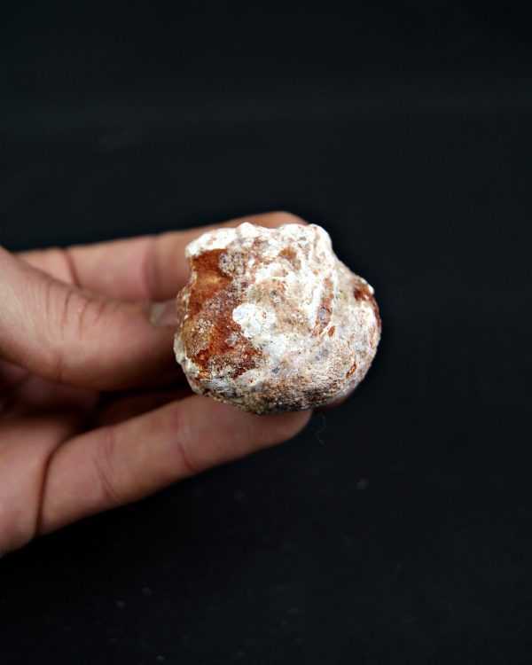 Coprolito Valle de Kem Kem