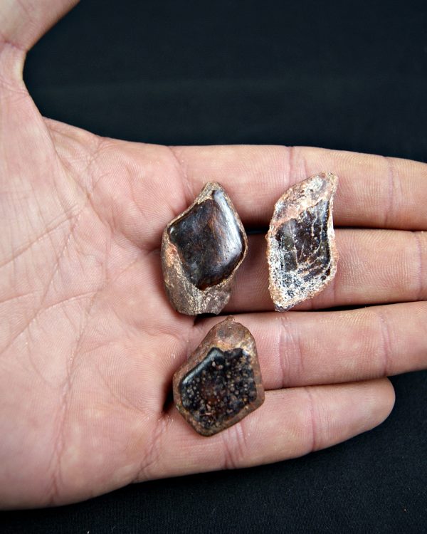 Colección Escamas de Lepidotes