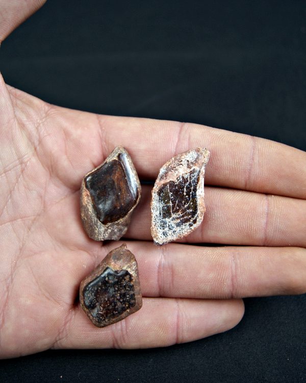 Colección Escamas de Lepidotes