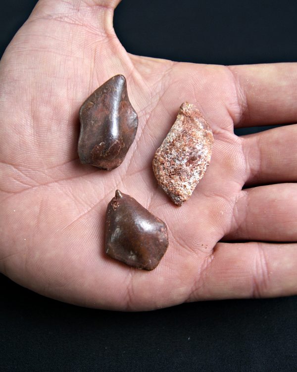 Colección Escamas de Lepidotes