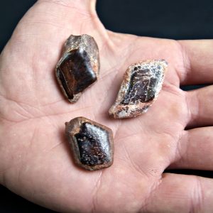 Colección Escamas de Lepidotes