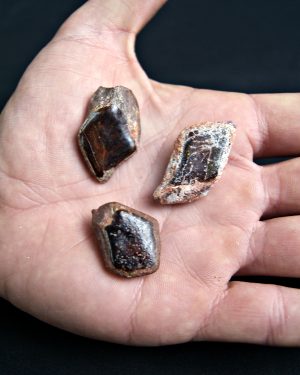 Colección Escamas de Lepidotes