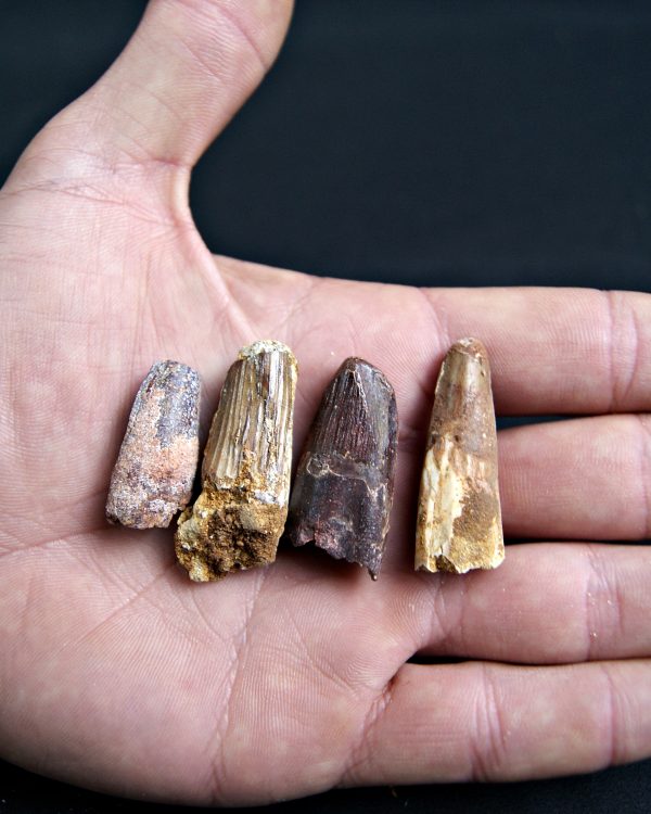 Colección Spinosaurus aegyptiacus