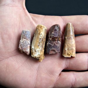 Colección Spinosaurus aegyptiacus