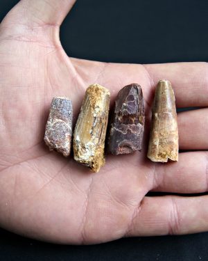 Colección Spinosaurus aegyptiacus