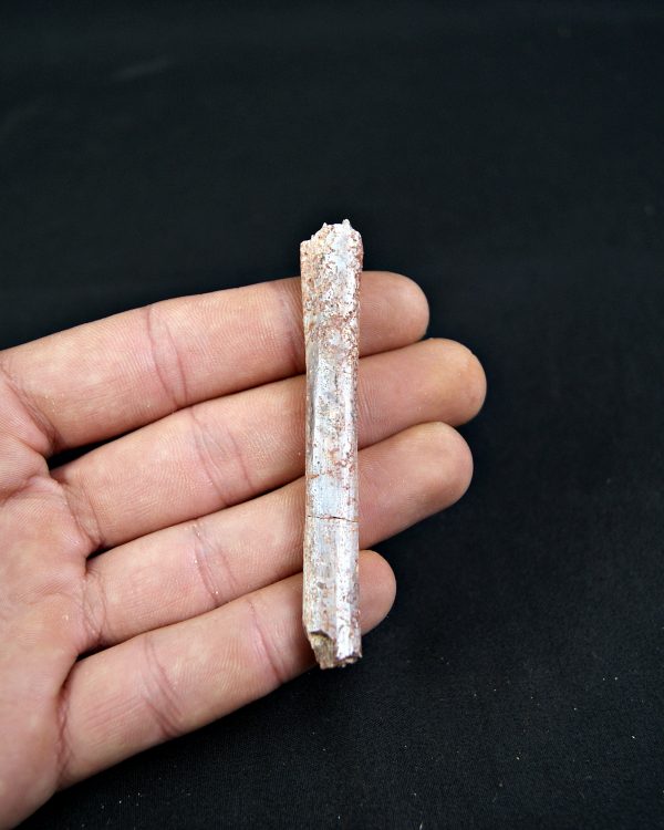 Costilla de Pterosaurio