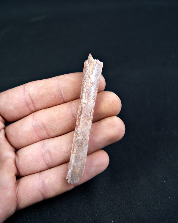 Costilla de Pterosaurio