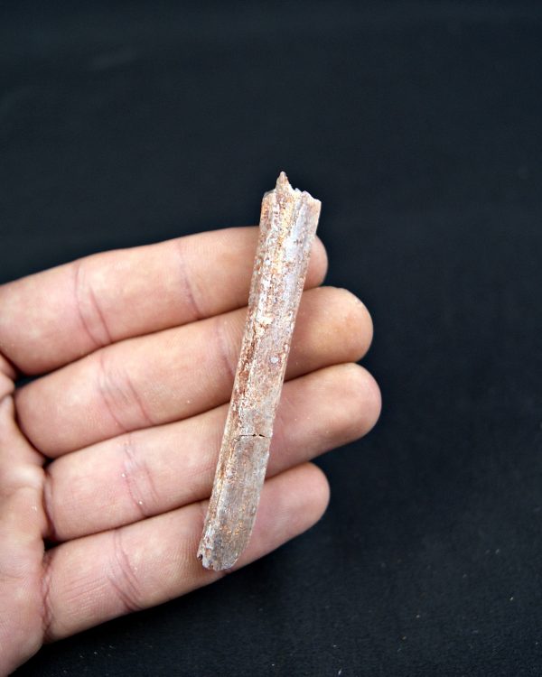 Costilla de Pterosaurio