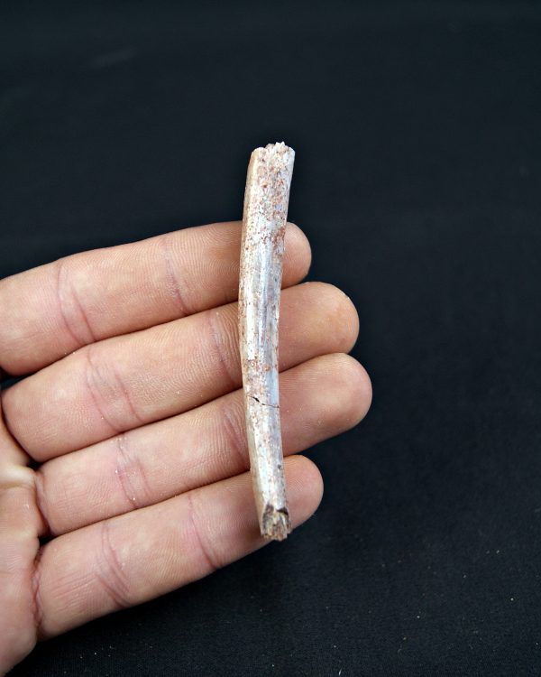 Costilla de Pterosaurio