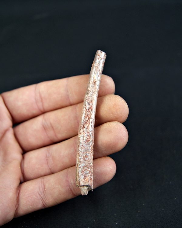 Costilla de Pterosaurio