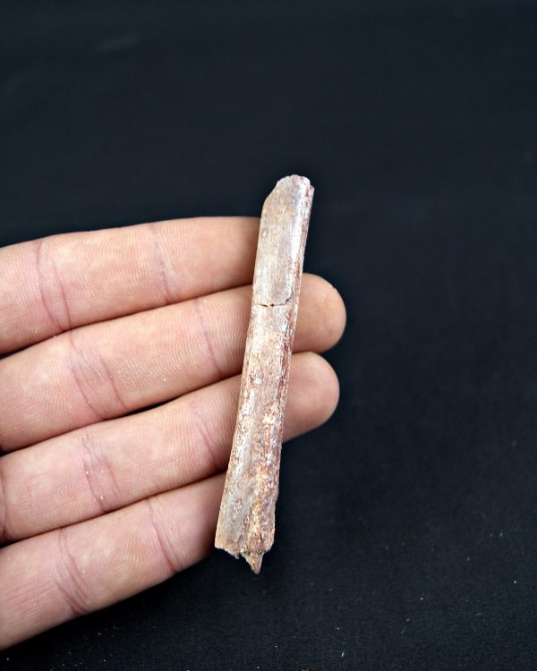 Costilla de Pterosaurio