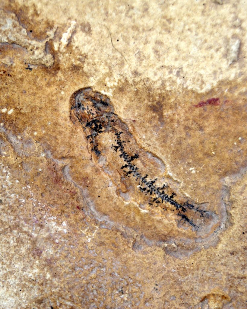 Pez Lycoptera